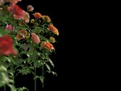 مدل گل باغ رز