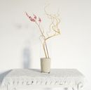 مدل گل گلدان خانگی تزئینی آپارتمانی کاکتوس