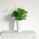 مدل گل گلدان خانگی تزئینی آپارتمانی کاکتوس