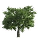 تکسچر درخت بوته شمشاد کاج